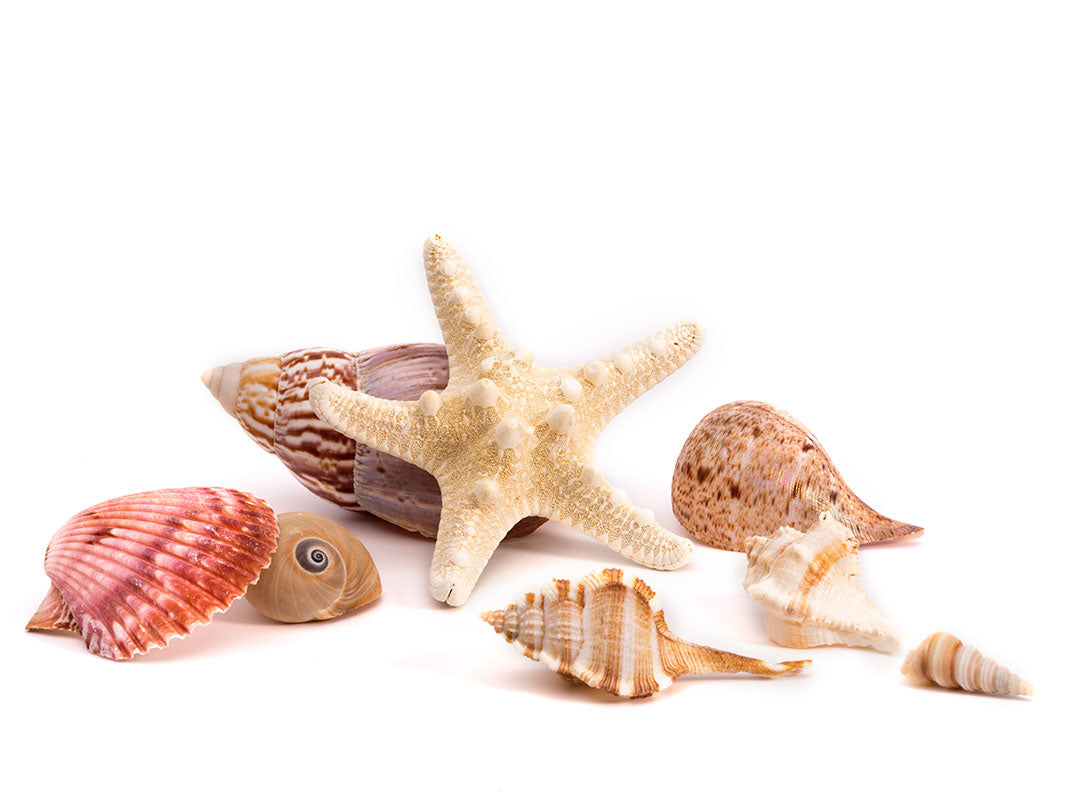 Shells and Starfish